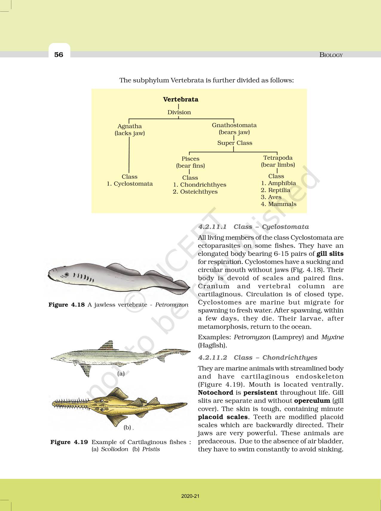 Top 154 + Ncert animal kingdom - Inoticia.net